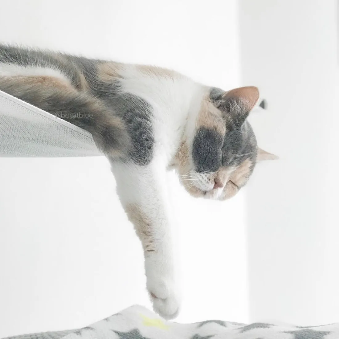 Catipilla Wall-Mounted Cat Hammock