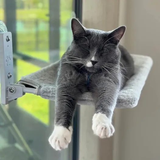 🎅Christmas Sale 50% OFF🐱Foldable Cat Hammock