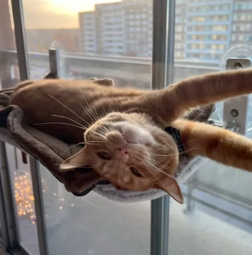 🎅Christmas Sale 50% OFF🐱Foldable Cat Hammock