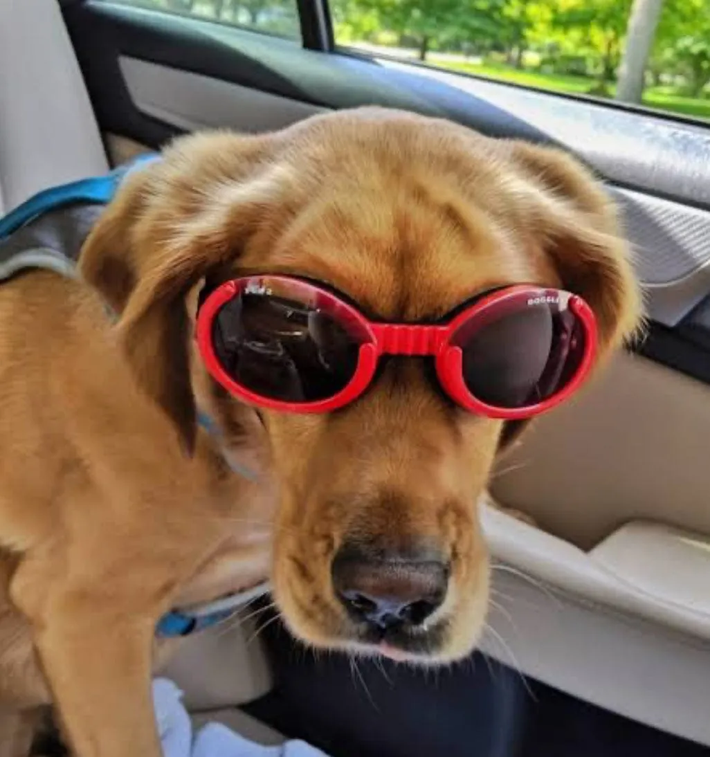 Doggles - Dog Sunglasses