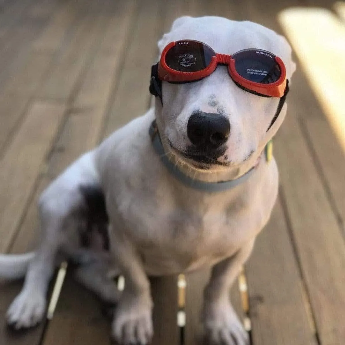 Doggles - Dog Sunglasses