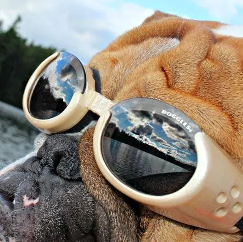 Doggles - Dog Sunglasses