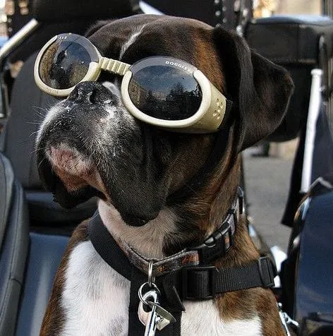 Doggles - Dog Sunglasses