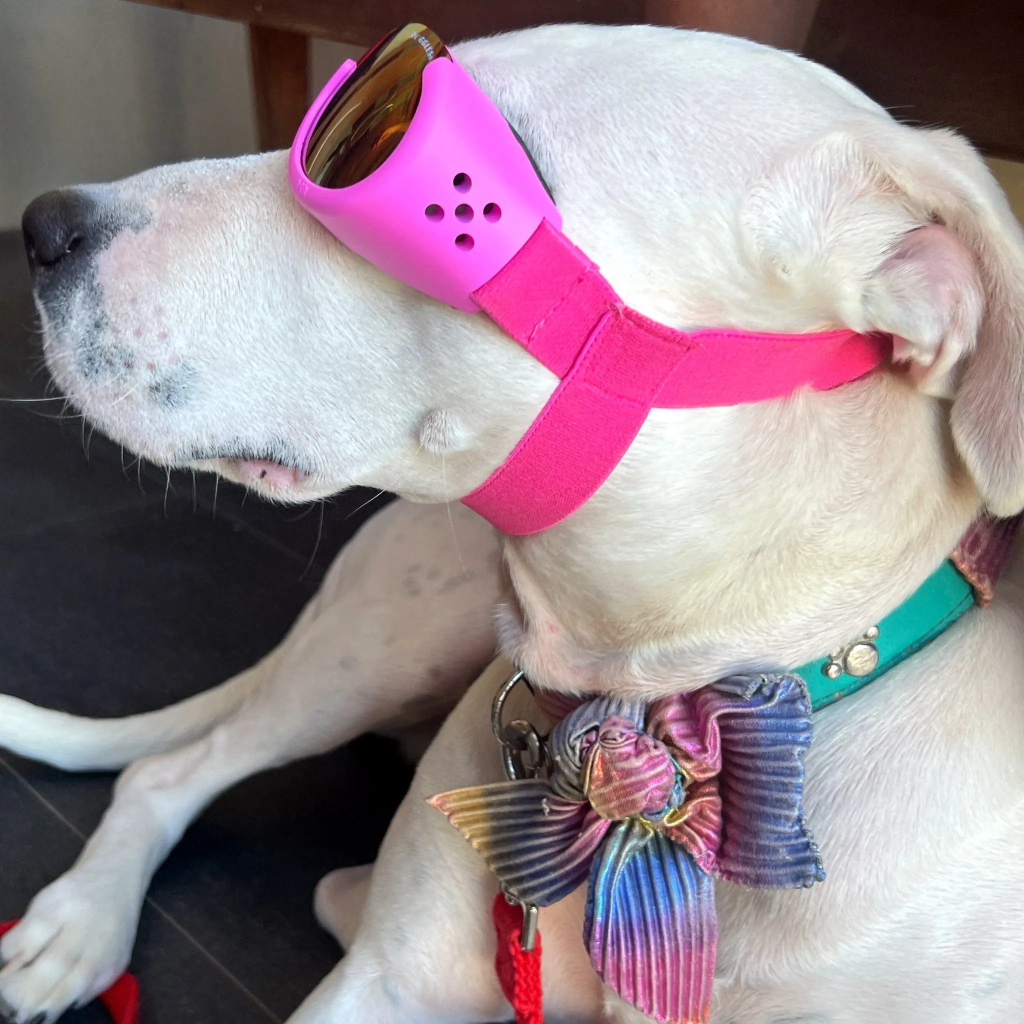 Doggles - Dog Sunglasses