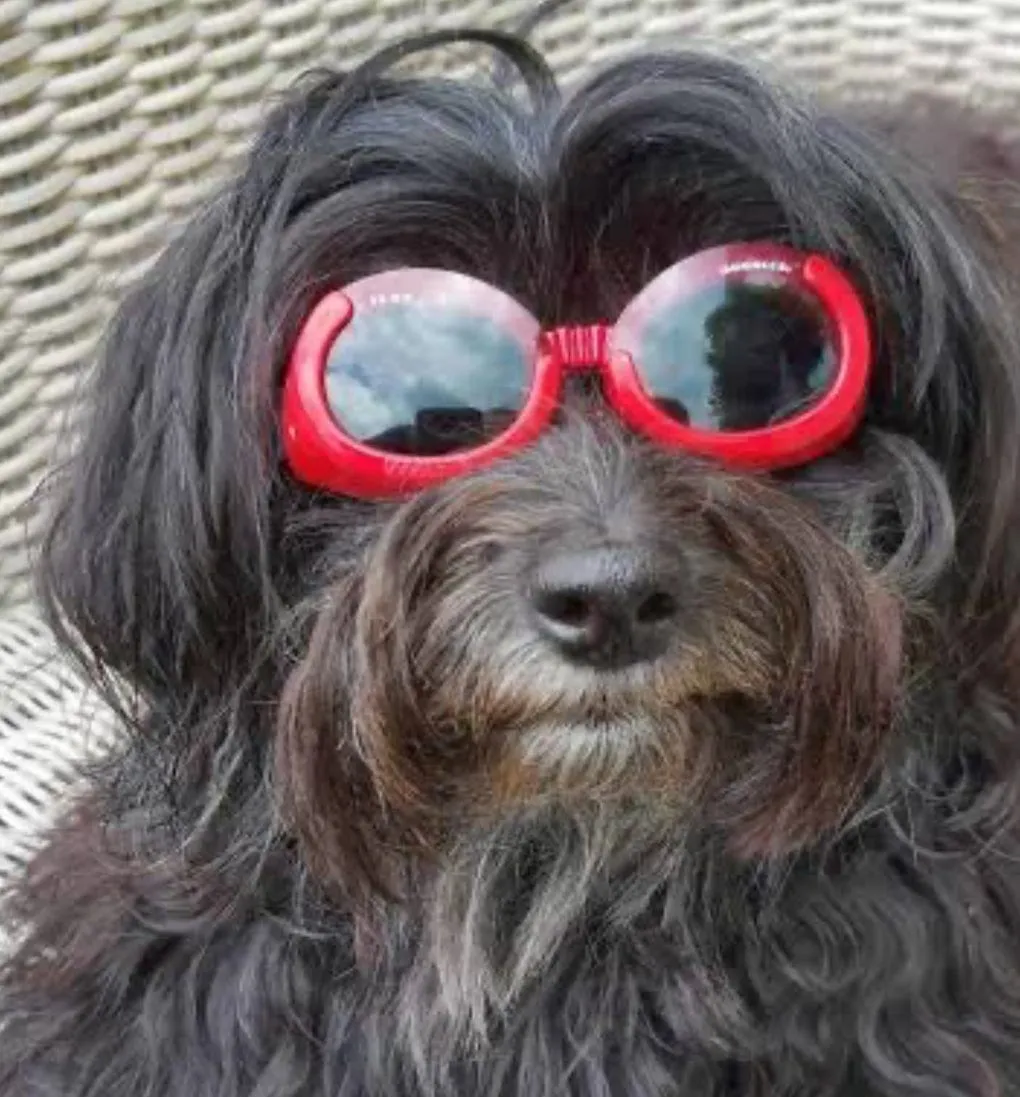 Doggles - Dog Sunglasses
