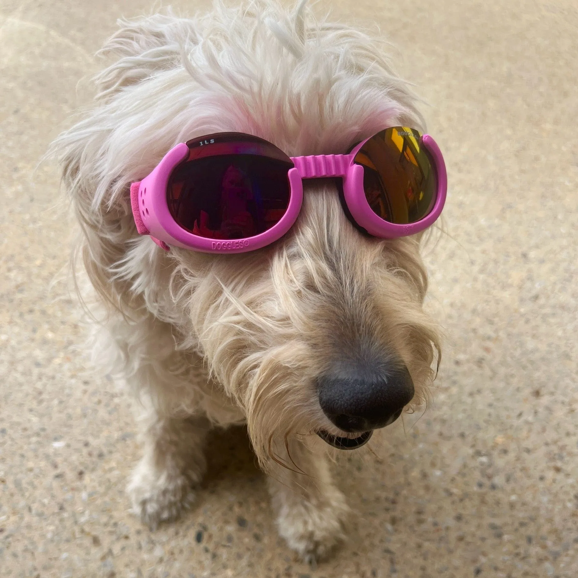 Doggles - Dog Sunglasses
