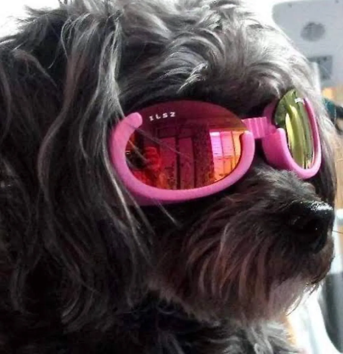 Doggles - Dog Sunglasses