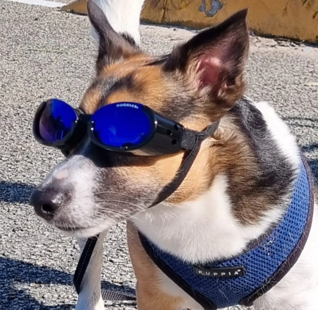 Doggles - Dog Sunglasses