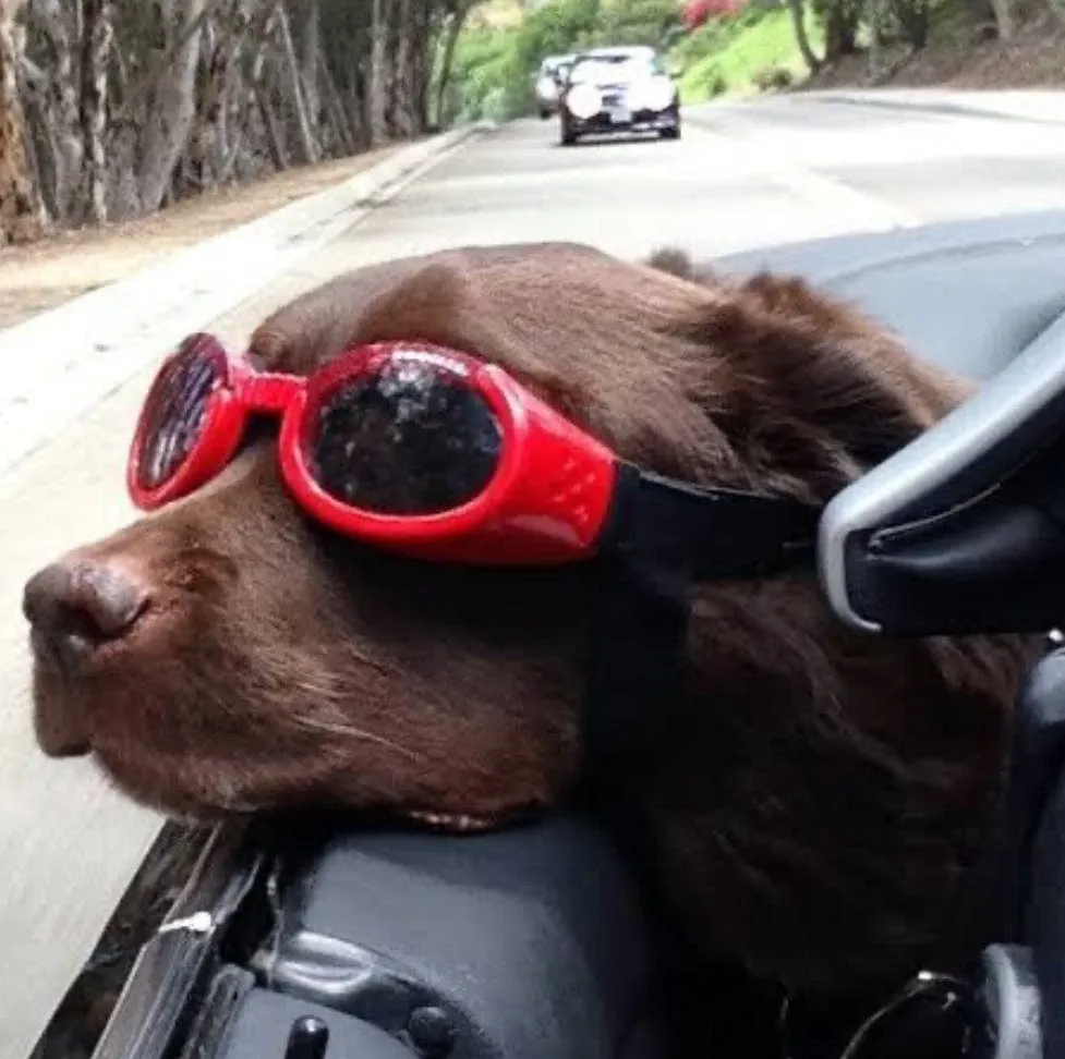 Doggles - Dog Sunglasses