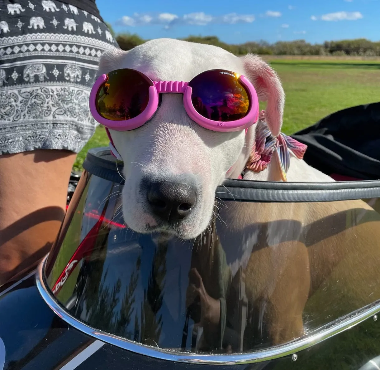 Doggles - Dog Sunglasses