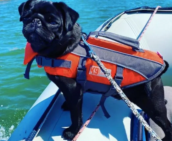 K9 Pursuits Dog Life Jacket