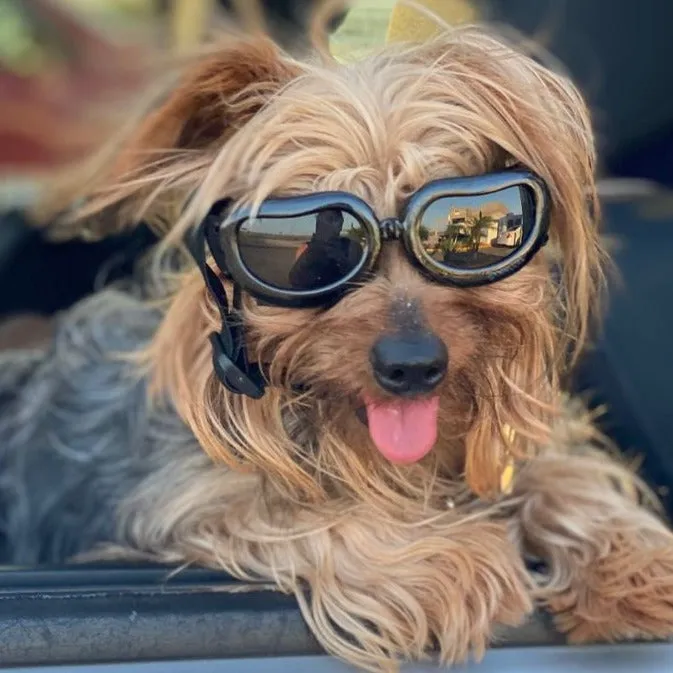 Pup Shades