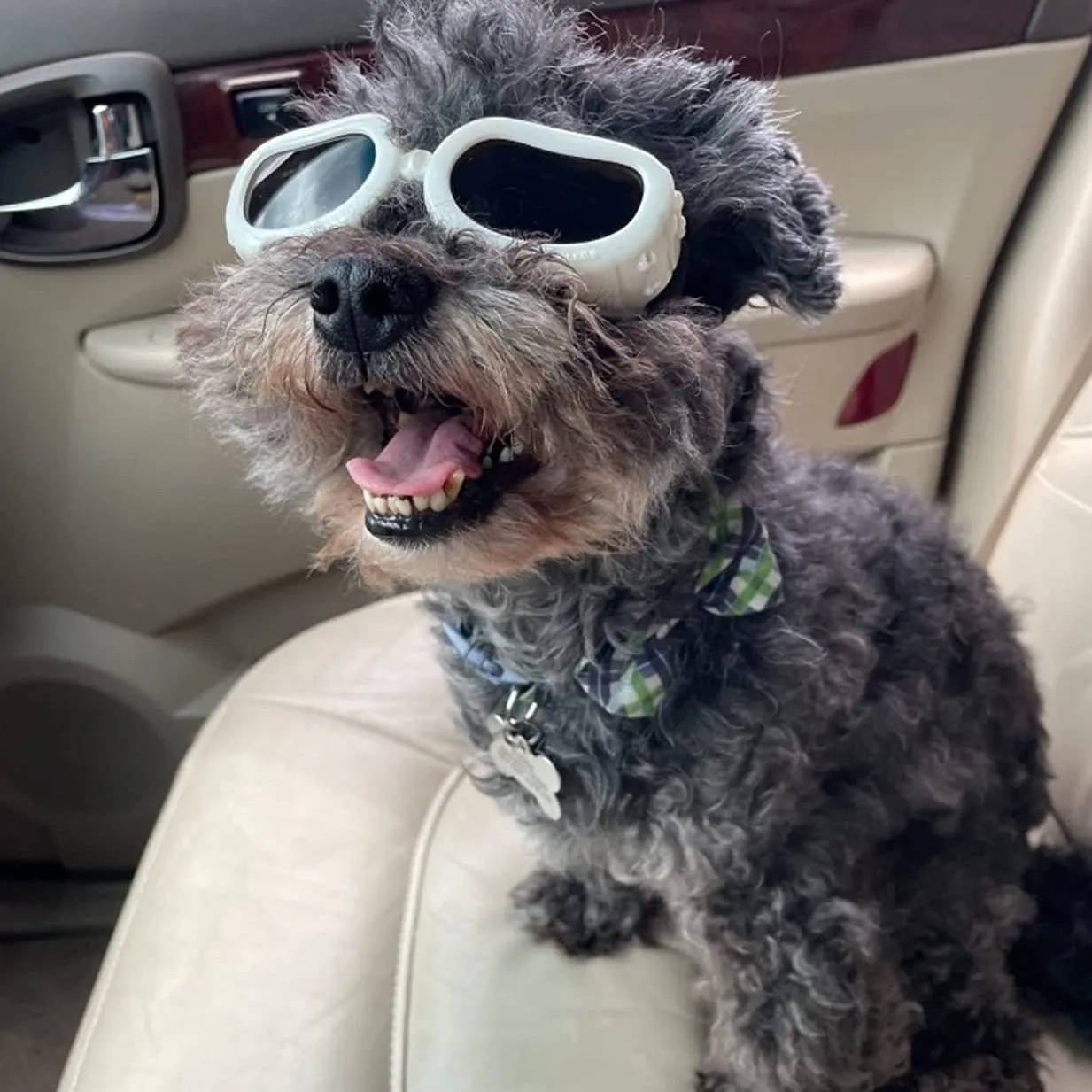 Pup Shades