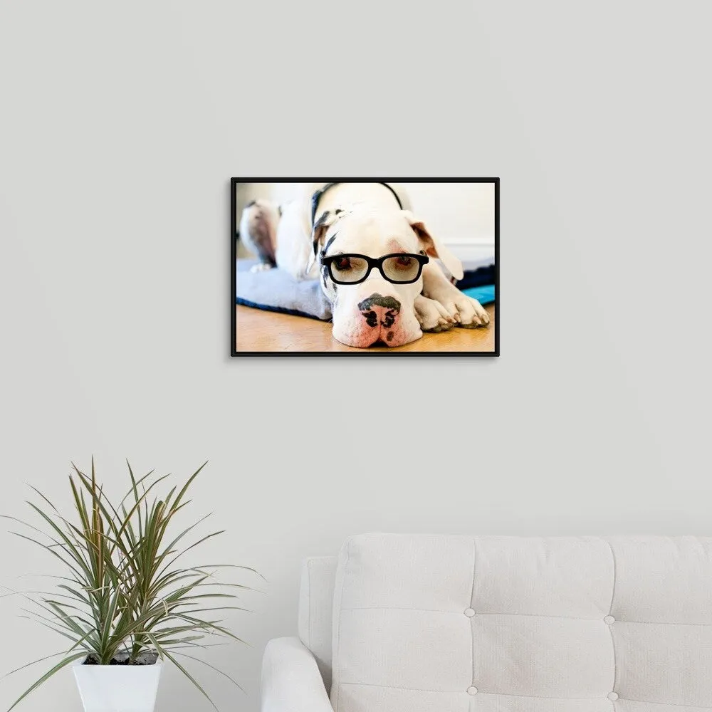 "Great Dane wearing sunglasses" Black Float Frame Canvas Art