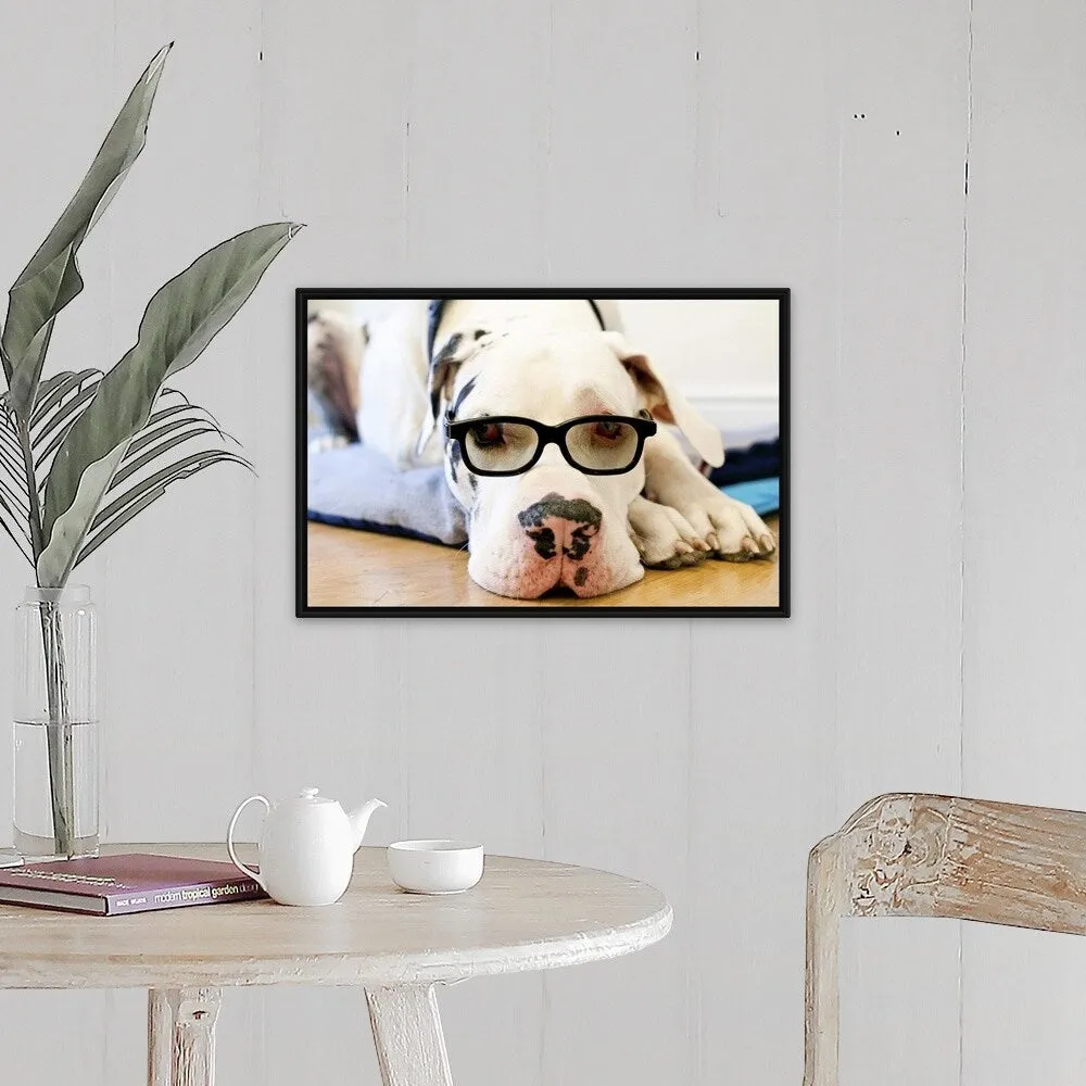 "Great Dane wearing sunglasses" Black Float Frame Canvas Art
