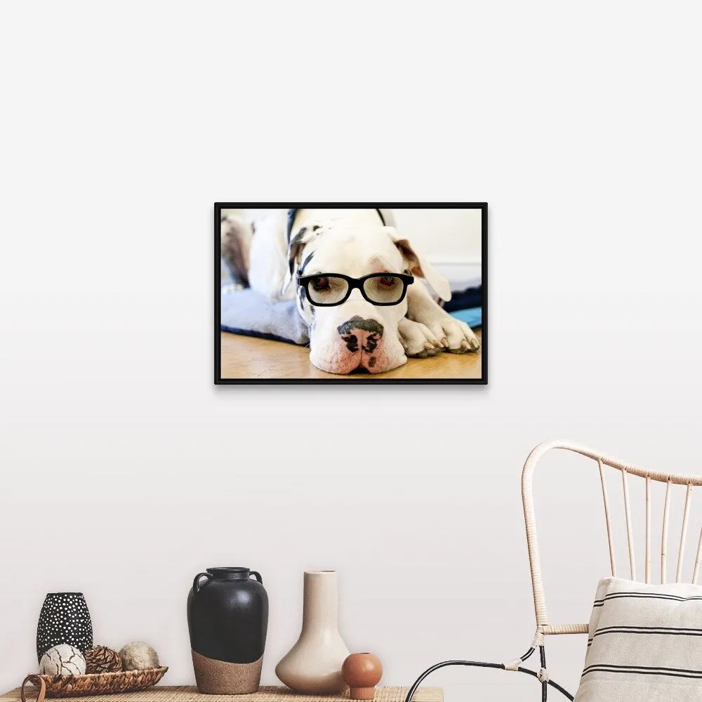 "Great Dane wearing sunglasses" Black Float Frame Canvas Art