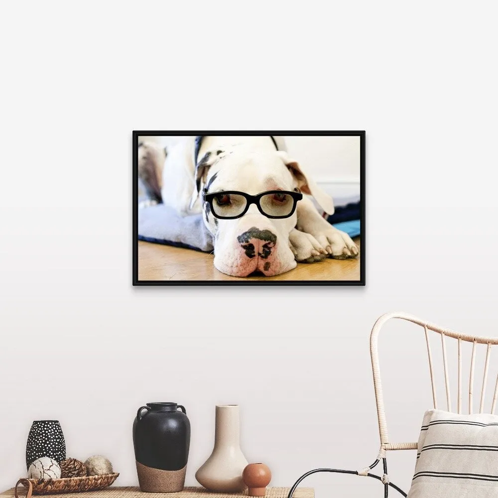 "Great Dane wearing sunglasses" Black Float Frame Canvas Art