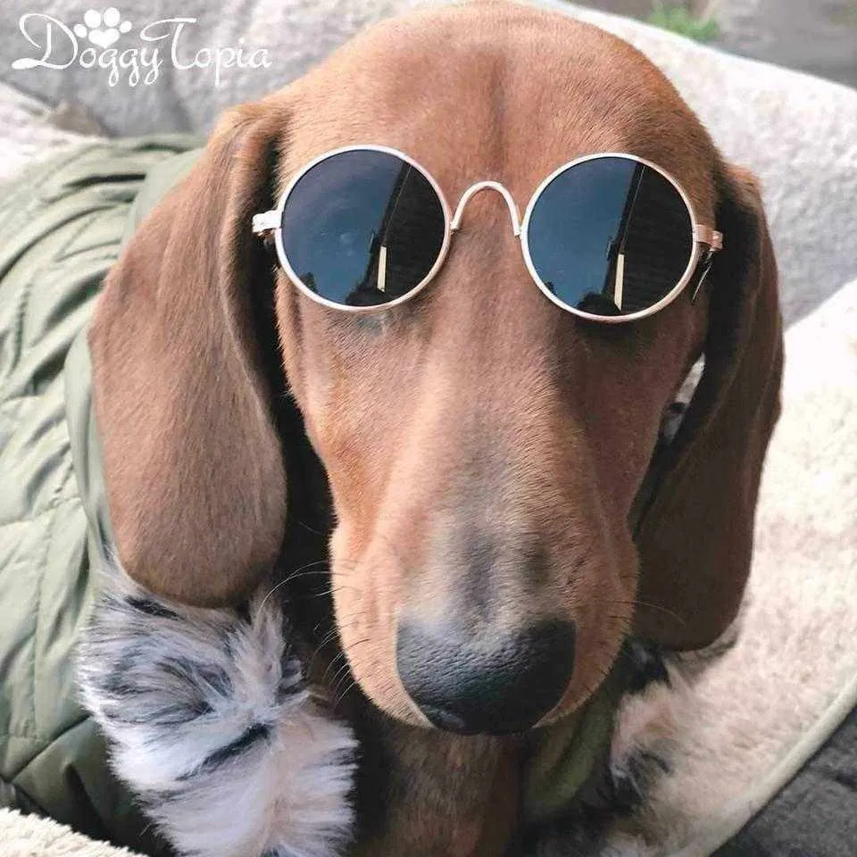 Round Fashion Dog Sunglasses