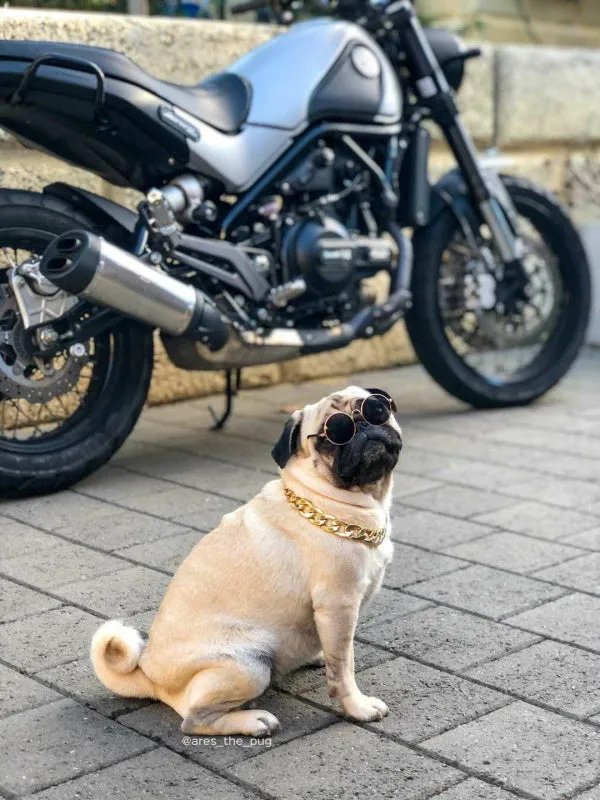 Round Fashion Dog Sunglasses