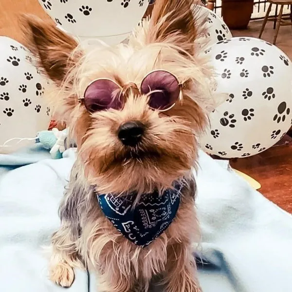 Round Fashion Dog Sunglasses