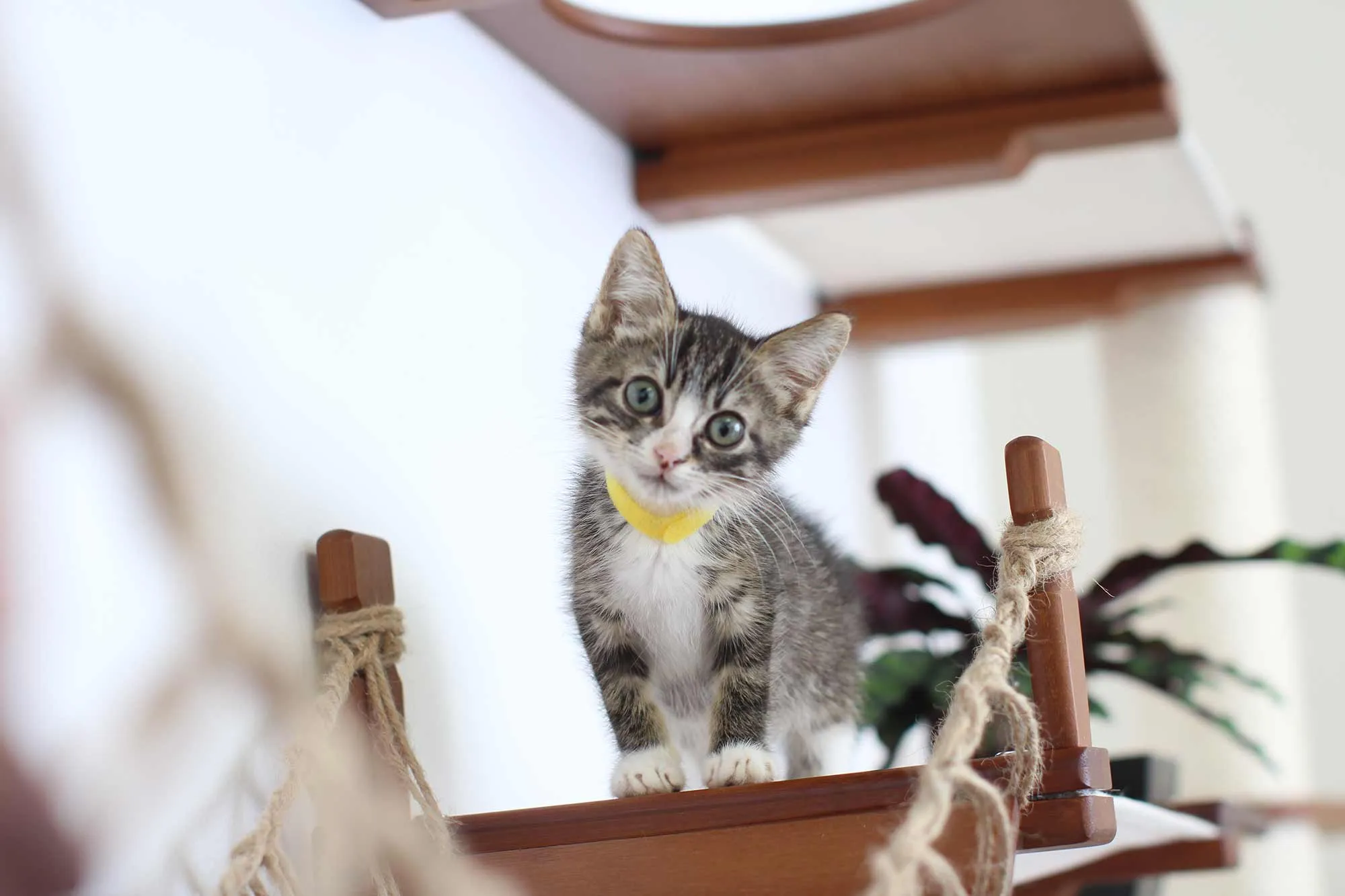 The Juggernaut - Indoor Cat Playground for Wall