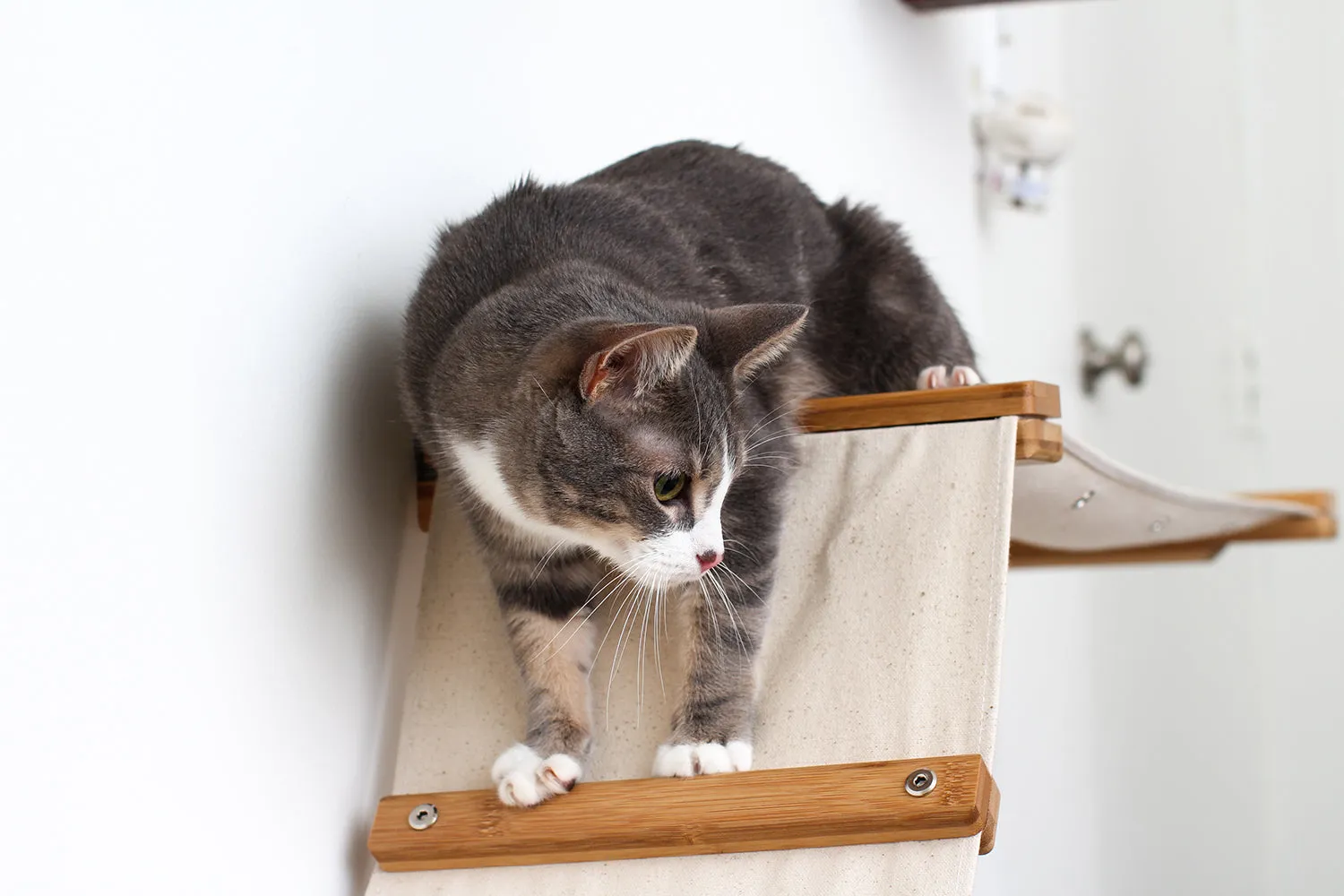 The Raceway - Wall Mounted Cat Hammock